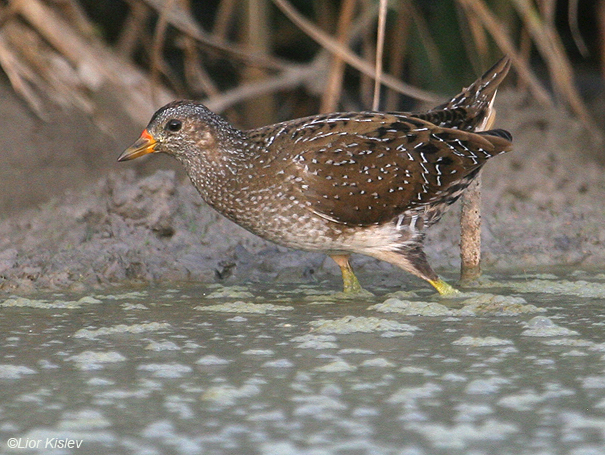  ברודית גדולה  Spotted Crake Porzana porzana                           הבטיחה, נובמבר 2007   .       